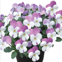 Viola Mix 10 Pack Spring
