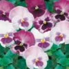 Pansy Mix 6 Pack Spring -GreenScape Sales Store 12826493 1794945704473493