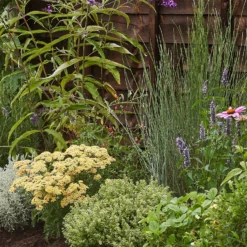 Sensory Border 5m X 40cm -GreenScape Sales Store 12827228 9165034599369364