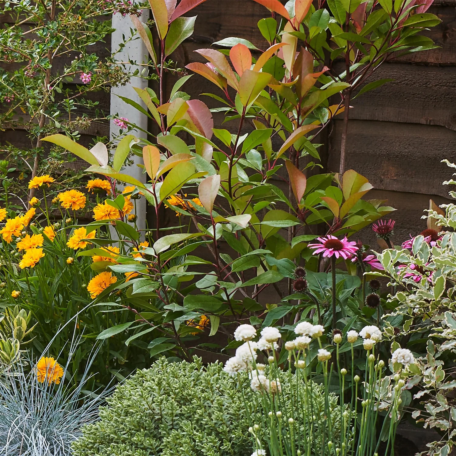 Sunny Border 10m X 120cm 8 Sunny Border 10m X 120cm - Image 6