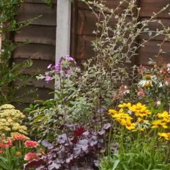 Bee And Butterfly Border 8m X 120cm -GreenScape Sales Store 12827606 1195027567716311