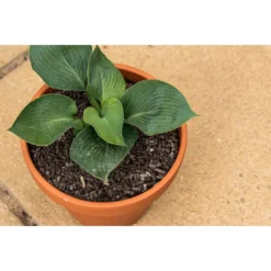 Growing Success Slug Stop Non-Toxic Granules - 2.25kg -GreenScape Sales Store 12833179 1365019845647317