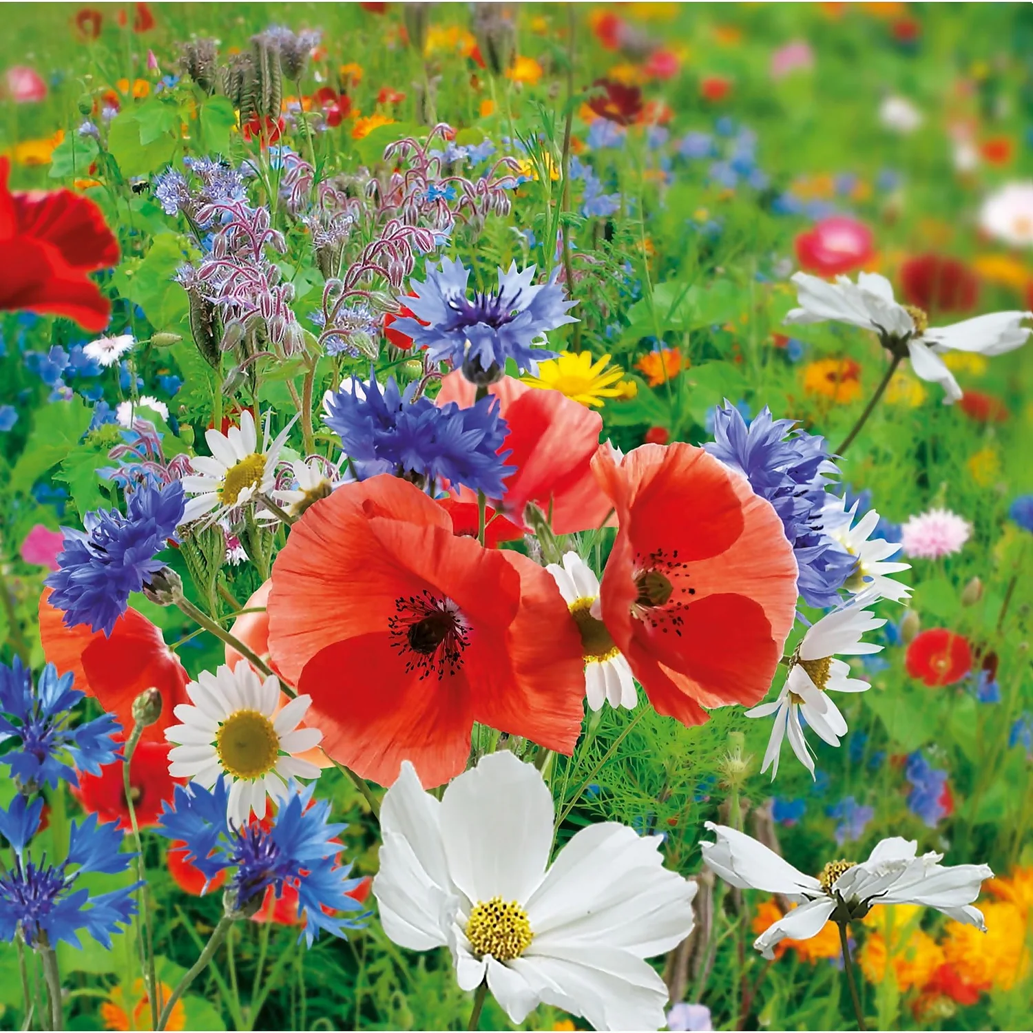 None Meadow Garden Mixture 5 None Meadow Garden Mixture - Image 3