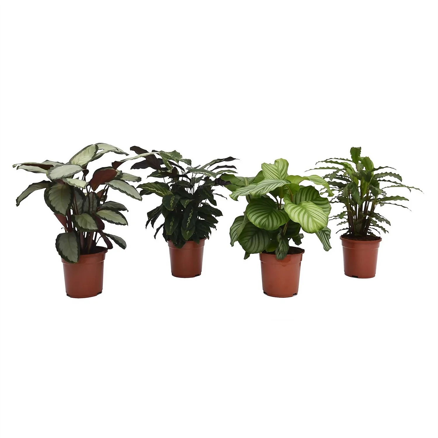 None Calathea Mix 19cm 3 None Calathea Mix 19cm