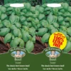 Mr. Fothergill's Basil Sweet