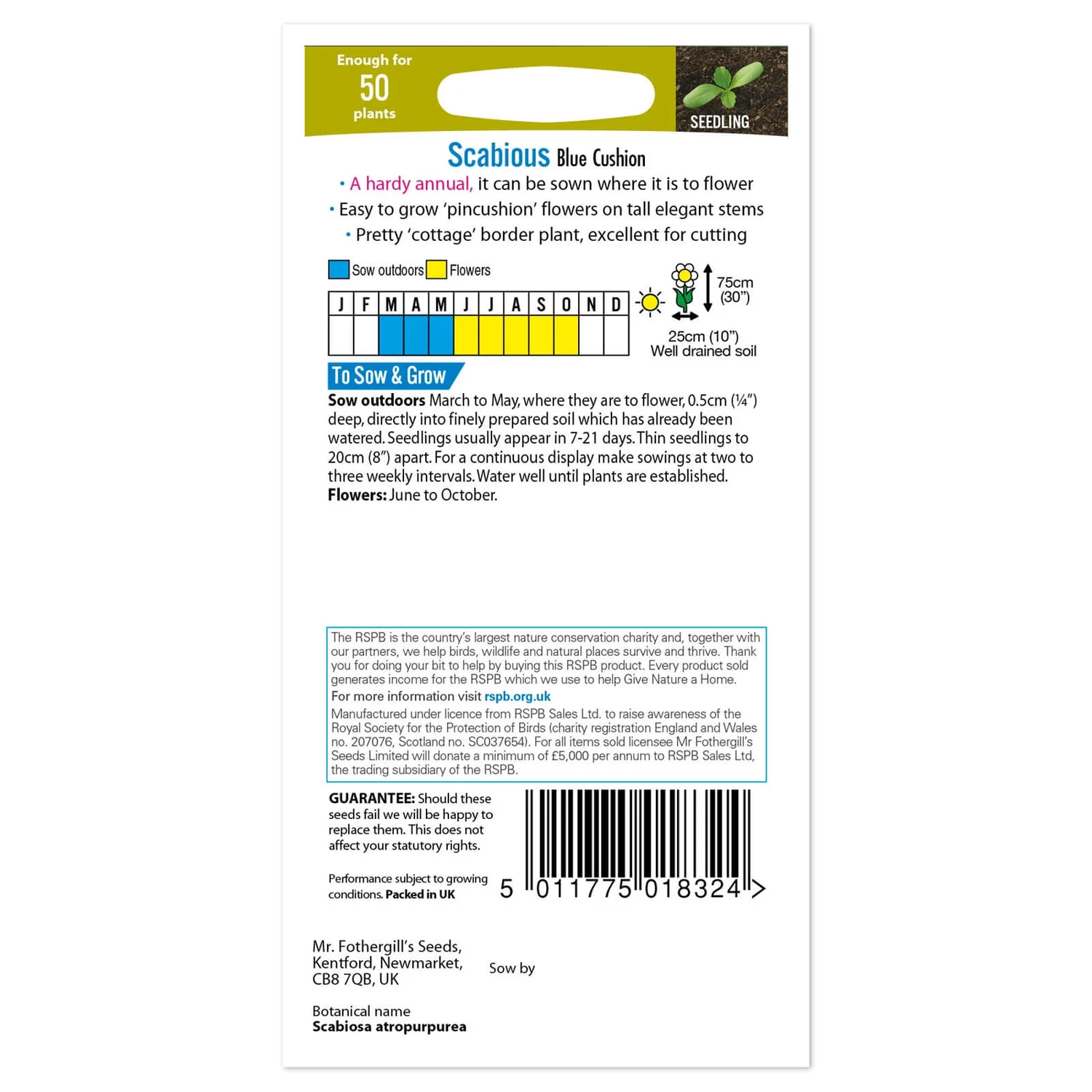 Mr. Fothergill's Scabious Blue Cushion Seeds 4 Mr. Fothergill's Scabious Blue Cushion Seeds - Image 2