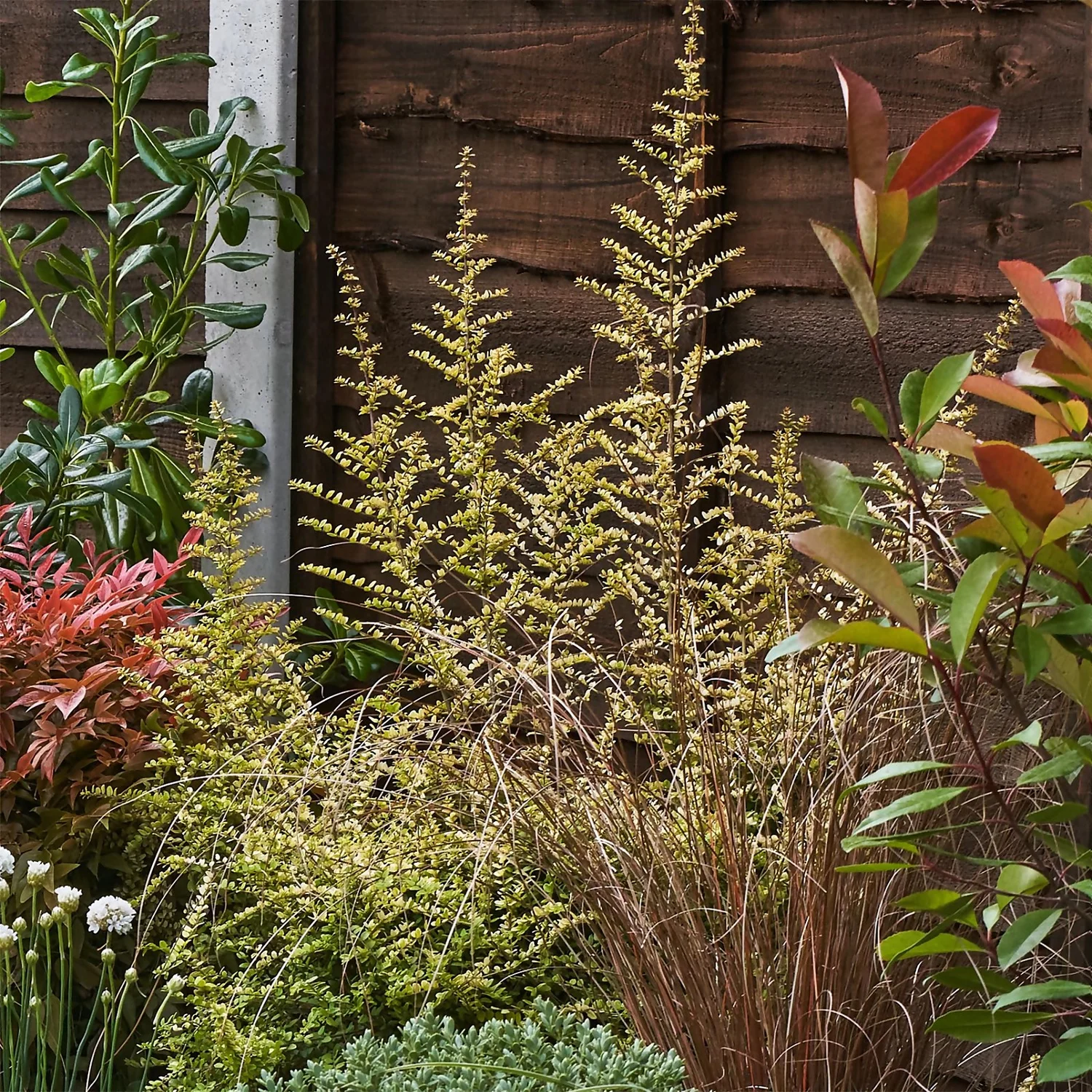 Garden On A Roll Eco Border - 6m X 90cm 8 Garden On A Roll Eco Border - 6m X 90cm - Image 6