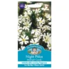 Mr. Fothergill's Night Phlox Midnight Candy Seeds -GreenScape Sales Store 12839186 8404831918329864