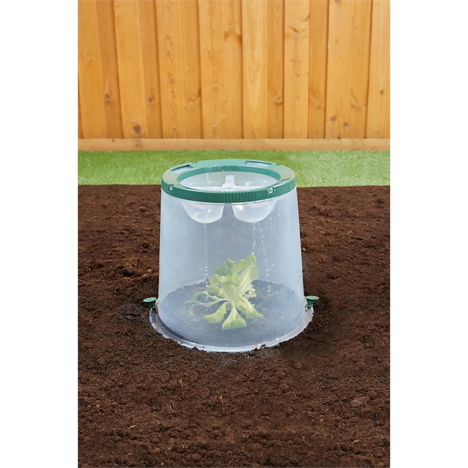 Garantia Sunny Forcing Cloche 4 Garantia Sunny Forcing Cloche - Image 2