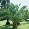 Phoenix Canariensis Canary Island Date Palm 18cm -GreenScape Sales Store 12840499 8994857416633295