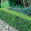 Buxus (Box) 6 Pack 1 Buxus (Box) 6 Pack -GreenScape Sales Store 12840557 1664831957449597