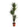 Dracaena Marginata (Dragon Tree) - 30cm 1 Dracaena Marginata (Dragon Tree) - 30cm -GreenScape Sales Store 12881746 4645020086965553