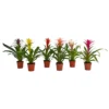 None Guzmania Mix - 12cm -GreenScape Sales Store 12882182 1064843278210054