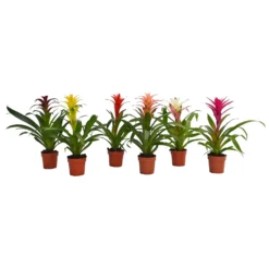 None Guzmania Mix - 12cm