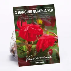 None Hanging Begonia Red
