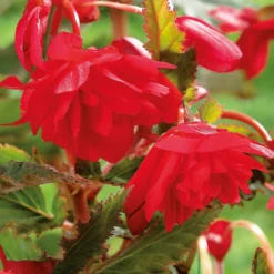 None Hanging Begonia Red -GreenScape Sales Store 12882824 1905020400031396