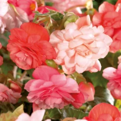 None Hanging Begonia Splendid Mixed Flower Bulbs -GreenScape Sales Store 12882825 1535020400138307