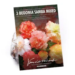 None Begonia Samba Mixed