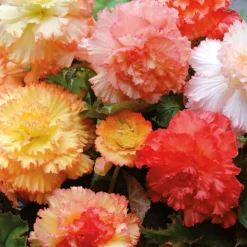 None Begonia Samba Mixed 7 None Begonia Samba Mixed -GreenScape Sales Store 12882826 1845020400171901