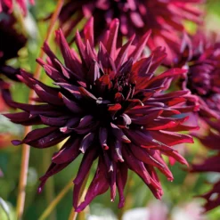 None Semi-Cactus Dahlia Black Narcissi Bulbs -GreenScape Sales Store 12882828 5265020400323032