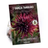 None Semi-Cactus Dahlia Black Narcissi Bulbs -GreenScape Sales Store 12882828 5875020400235009