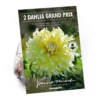 None Decorative Dahlia Grand Prix Flower Bulbs -GreenScape Sales Store 12882829 2005020400238633