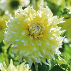 None Decorative Dahlia Grand Prix Flower Bulbs -GreenScape Sales Store 12882829 6275020400310942