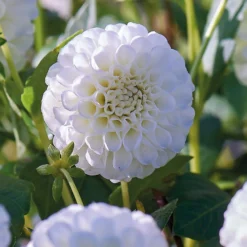 None Pompon Dahlia Snowflake Flower Bulbs 7 None Pompon Dahlia Snowflake Flower Bulbs -GreenScape Sales Store 12882830 1225020400296779