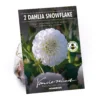 None Pompon Dahlia Snowflake Flower Bulbs -GreenScape Sales Store 12882830 1835020400234856