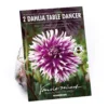 None Fimbriata Dahlia Table Dancer -GreenScape Sales Store 12882831 1405020400234898