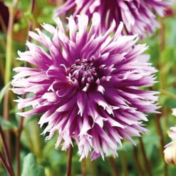 None Fimbriata Dahlia Table Dancer -GreenScape Sales Store 12882831 1865020400303883