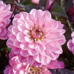 None Dark Foliage Dahlia Melody Harmony Flower Bulbs -GreenScape Sales Store 12882832 1195020400481306