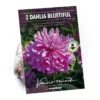None Decorative Dahlia Bluetifull Flower Bulbs 2 None Decorative Dahlia Bluetifull Flower Bulbs -GreenScape Sales Store 12882833 2105020400388996