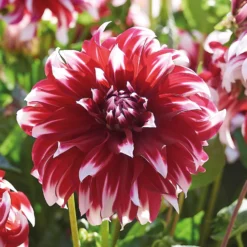 None Dinnerplate Dahlia Xfactor Flower Bulbs -GreenScape Sales Store 12882835 4985020400635617