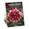 None Dinnerplate Dahlia Xfactor Flower Bulbs 2 None Dinnerplate Dahlia Xfactor Flower Bulbs -GreenScape Sales Store 12882835 6975020400547903