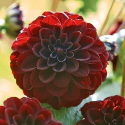 None Decorative Dahlia Arabian Night -GreenScape Sales Store 12882838 3385020400477853