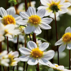 None Dahlia Single Topmix White Flower Bulbs -GreenScape Sales Store 12882839 6305020400610243