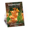None Small Flowering Gladioli Alice -GreenScape Sales Store 12882841 1325020400554155
