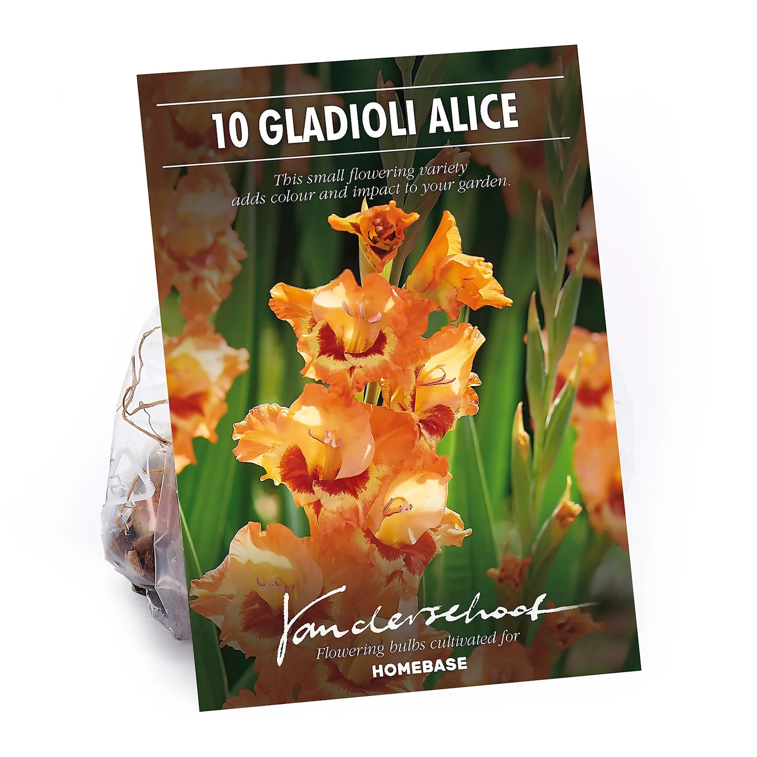 None Small Flowering Gladioli Alice 3 None Small Flowering Gladioli Alice