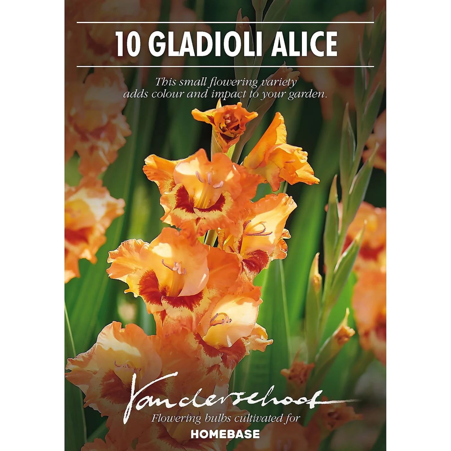 None Small Flowering Gladioli Alice 4 None Small Flowering Gladioli Alice - Image 2