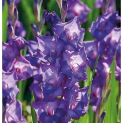 None Large Flowering Gladioli Purple Flora -GreenScape Sales Store 12882843 1475020402856847
