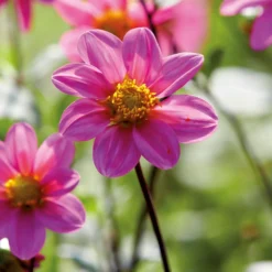 None Dahlia Single Topmix Pink -GreenScape Sales Store 12882844 7355020400640558