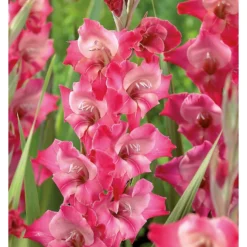 None Large Flowering Gladioli Fado Flower Bulbs -GreenScape Sales Store 12882845 1415020402654074
