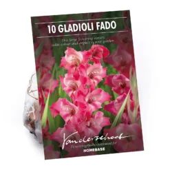 None Large Flowering Gladioli Fado Flower Bulbs