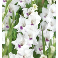 None Large Flowering Gladioli Home Coming 7 None Large Flowering Gladioli Home Coming -GreenScape Sales Store 12882847 1765020584779856