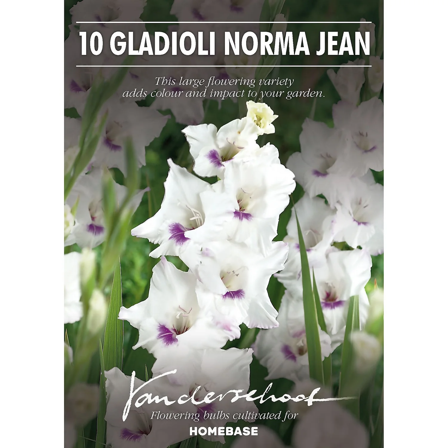 None Large Flowering Gladioli Home Coming 4 None Large Flowering Gladioli Home Coming - Image 2