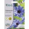 RHS Catananche Cupid's Dart -GreenScape Sales Store 12884760 1214843468628973