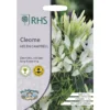 RHS Cleome Helen Campbell -GreenScape Sales Store 12884766 9354843468655769
