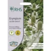 RHS Eryngium Sliver Ghost -GreenScape Sales Store 12884769 1744843468684293