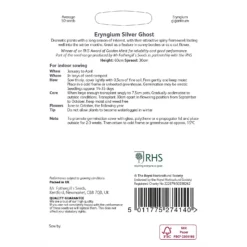 RHS Eryngium Sliver Ghost -GreenScape Sales Store 12884769 6954843468697499